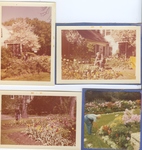 Four Pictures of Curt Gardner, Gardener for the Milwaukee Sanitarium